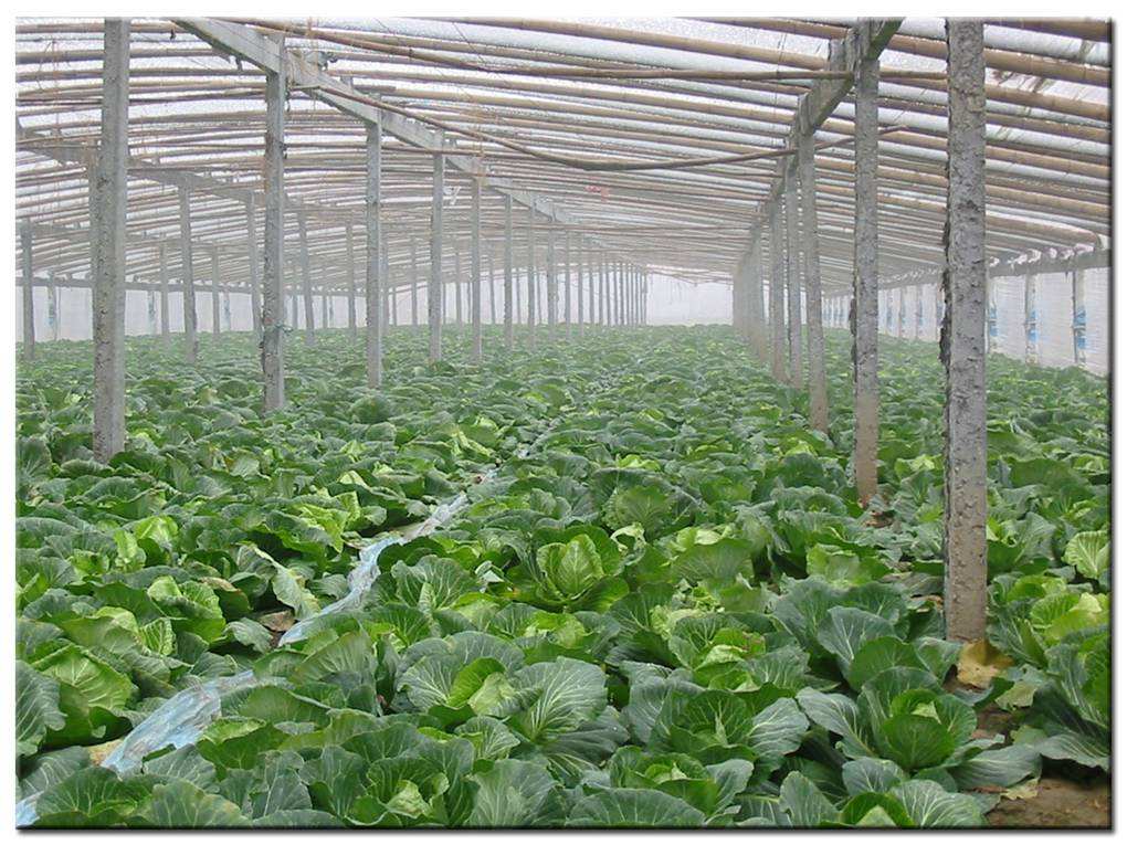 德瑞亚空压机助力食品加工，节能无止尽